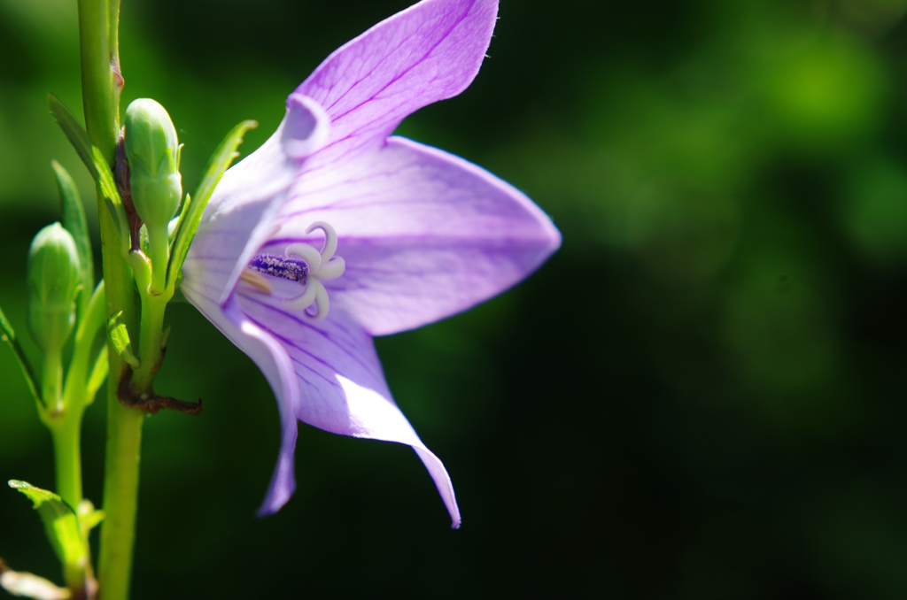 高根の花とは君のこと