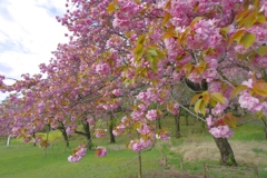 遅れて咲く八重桜
