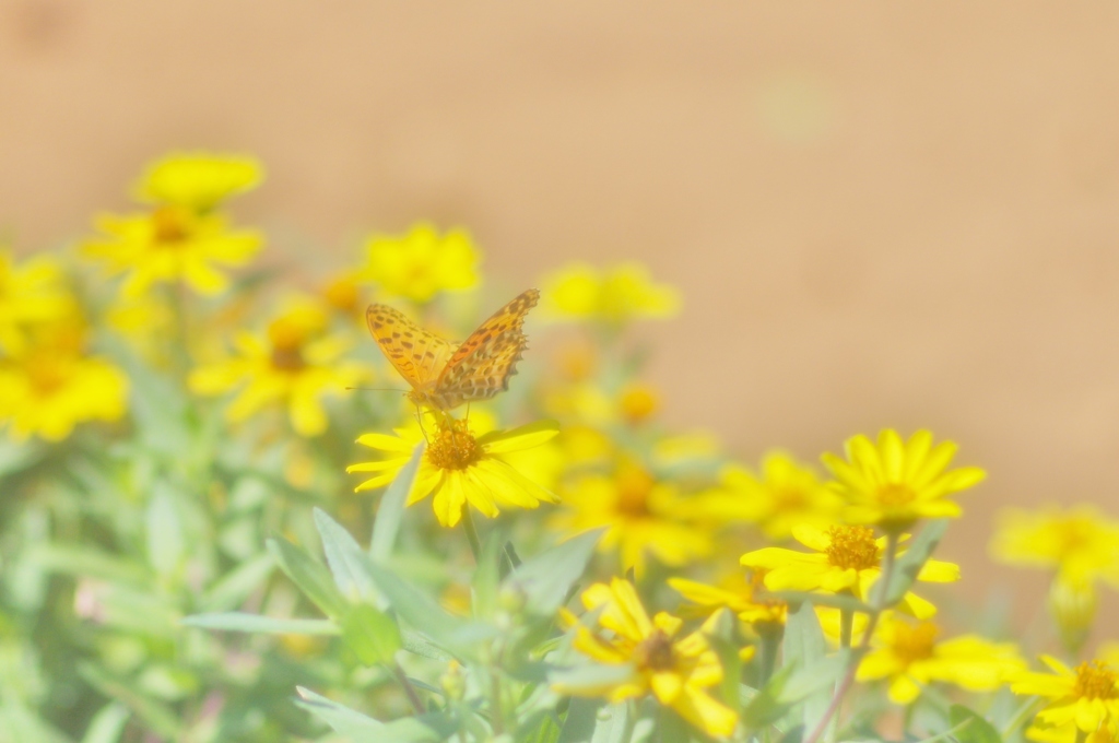 花から花へ