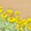 花から花へ