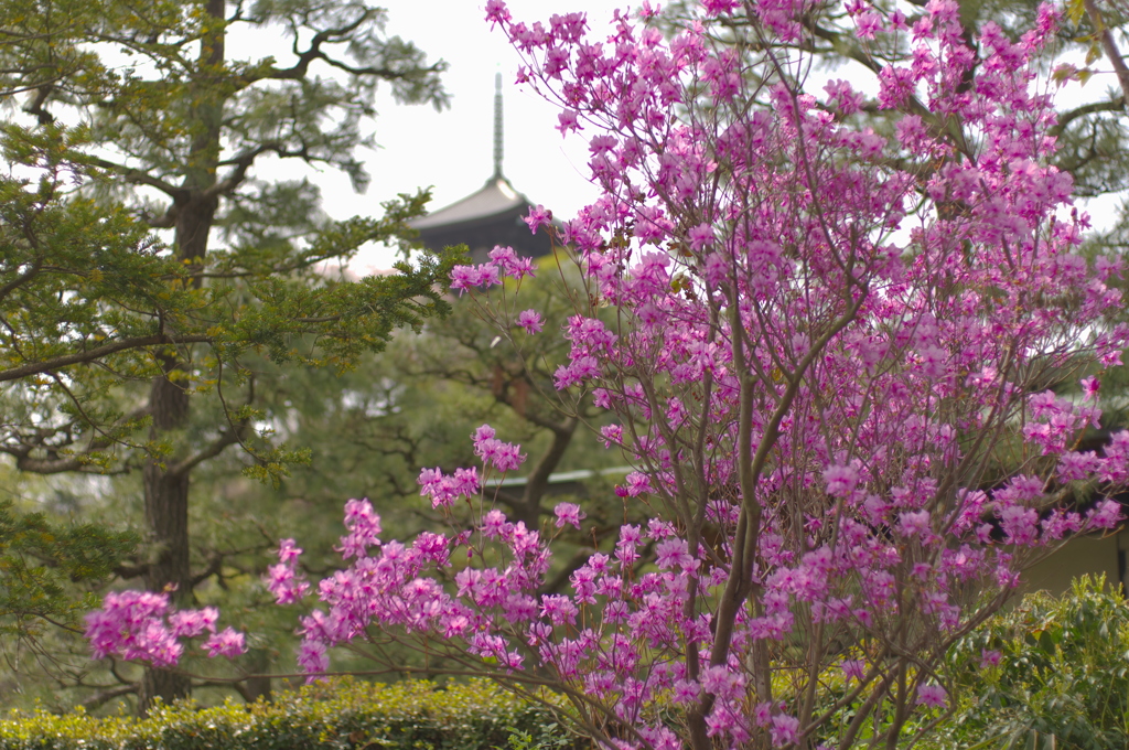 三溪園だより