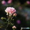 夏薔薇