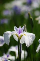 白の花菖蒲