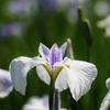 白の花菖蒲