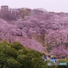 花見じゃ！花見じゃ！