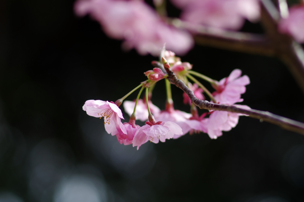 陽光桜