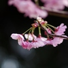 陽光桜