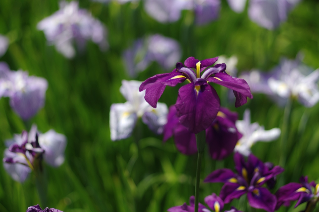 花菖蒲咲く頃