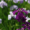 花菖蒲咲く頃