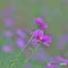 ふんわり秋桜エアリー風