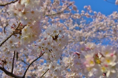 青空に桜