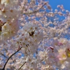 青空に桜