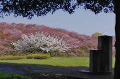 いつもの公園