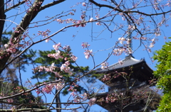 三溪園の淡墨桜