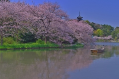 サクラ満開の庭園