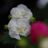 紅白薔薇