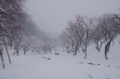 横浜の雪