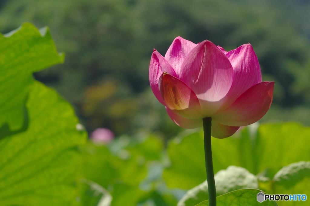 控えめな開花