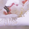 白梅ふわり