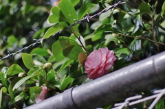 高根の花