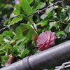 高根の花