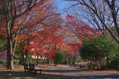 紅葉の散歩道