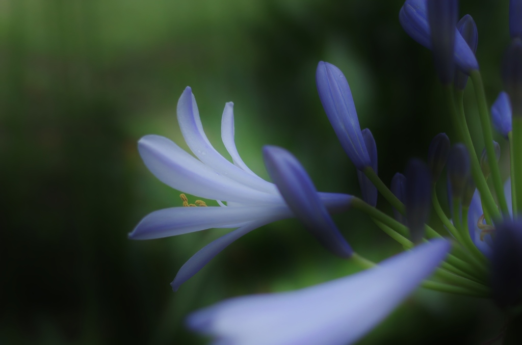雨に濡れて