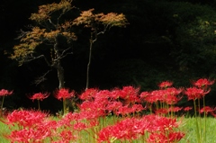 曼珠沙華の先は・・・