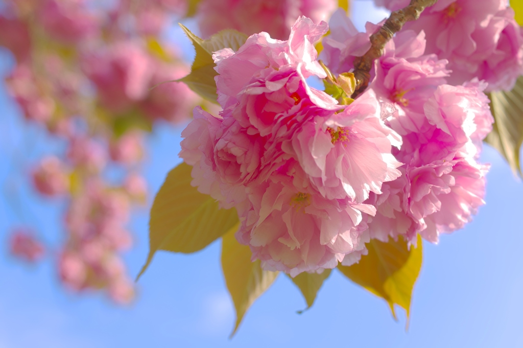 青空と八重桜