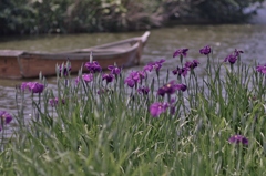 池のほとりの花菖蒲