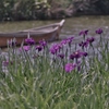 池のほとりの花菖蒲