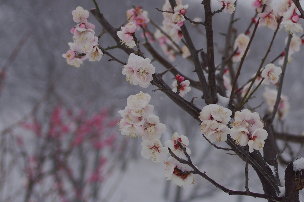 雪の華