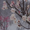 雪の華