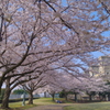 春の公園