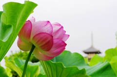 旧燈明寺五重塔と蓮