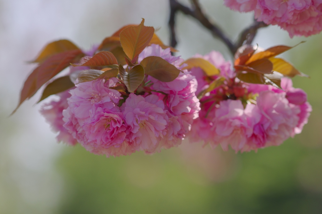 遅れて咲いた八重桜