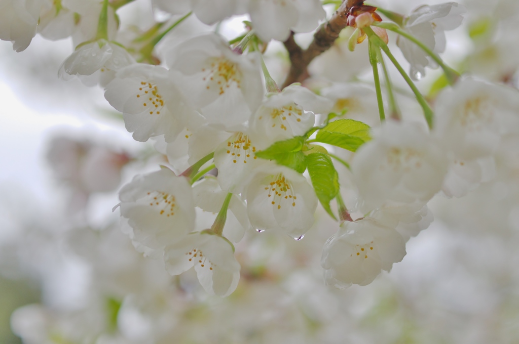 雨上がりの白桜 by millet240 （ID：5479026） - 写真共有サイト:PHOTOHITO