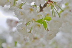 雨上がりの白桜