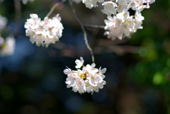 ご近所の桜