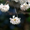 ご近所の桜