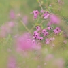 花の向こう側