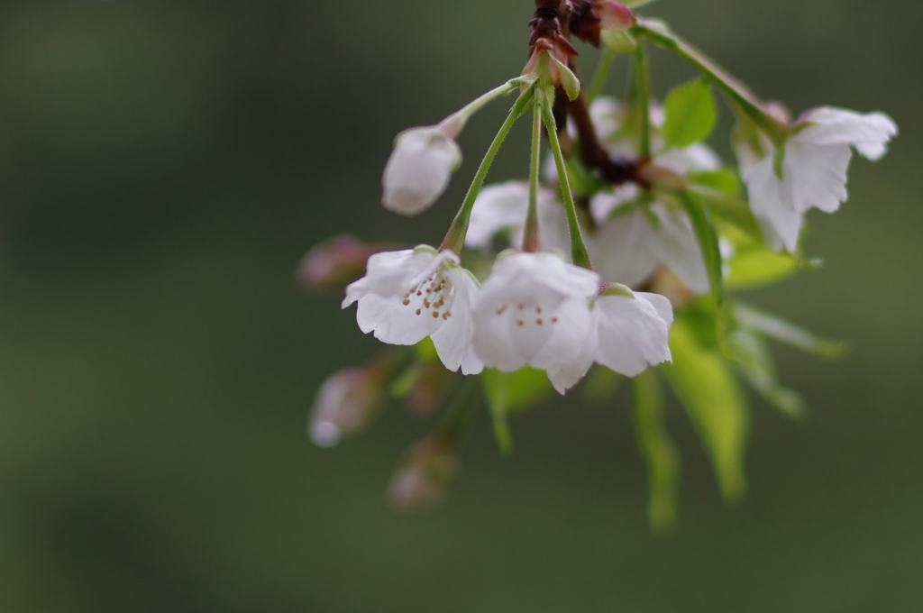 山桜