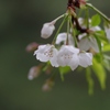 山桜