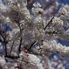 桜の季節到来