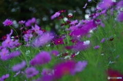 秋桜だらけ