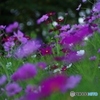秋桜だらけ