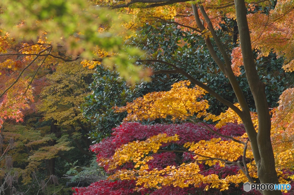 紅葉真っ盛り