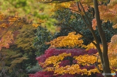紅葉真っ盛り