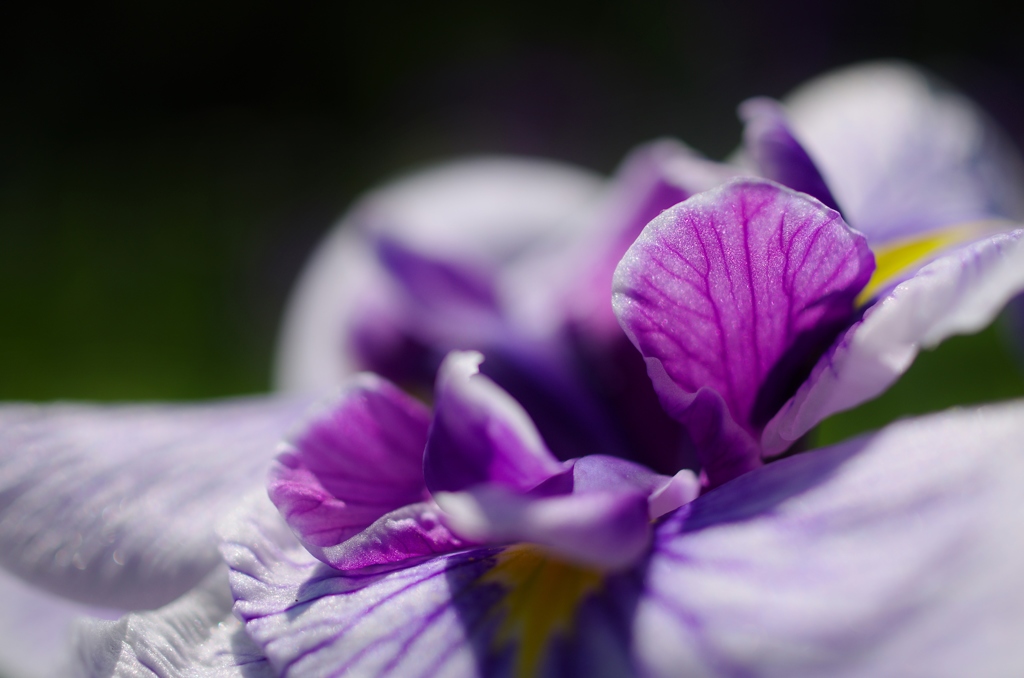 菖蒲の羽根