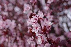 早咲き!?の桜